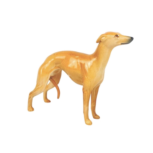 465 - A Beswick figure of a whippet. With curled tail, height 12cm.