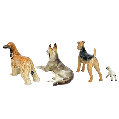 483 - A Beswick Afghan hound and an Airedale terrier. 'Hajubah of Davlan' and 'Cast Iron Monarch', a Beswi... 