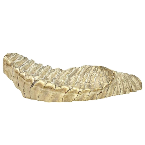 79 - A large mammoth tooth. Well worn, with polished base, length 29cm.