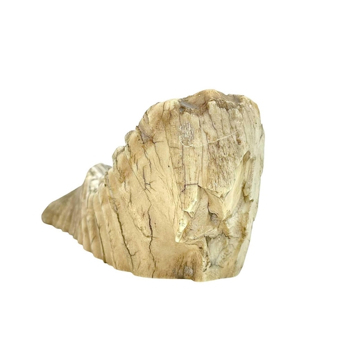 79 - A large mammoth tooth. Well worn, with polished base, length 29cm.