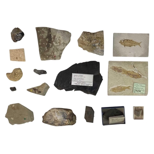 82 - Natural History. Fossils. A collection of various fossils most with labels to include Plesiosaur ver... 