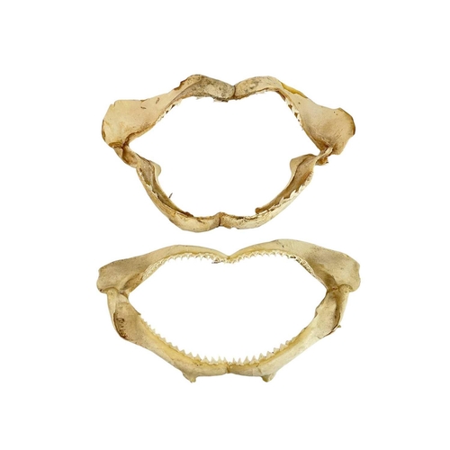 93 - A set of shark jaws and teeth. Width 35cm together with another set of shark jaws. (2)