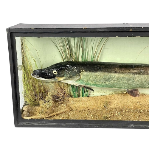 146 - A cased taxidermy pike. In a naturalistic reeded setting, the case measures 69cm wide, 13cm deep and... 