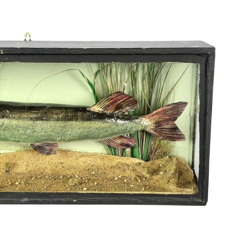 146 - A cased taxidermy pike. In a naturalistic reeded setting, the case measures 69cm wide, 13cm deep and... 