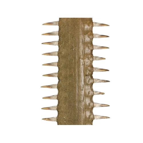 148 - Y Natural History: A sawfish rostrum, With 61 teeth, on a stepped mount, length of rostrum 126cm wit... 