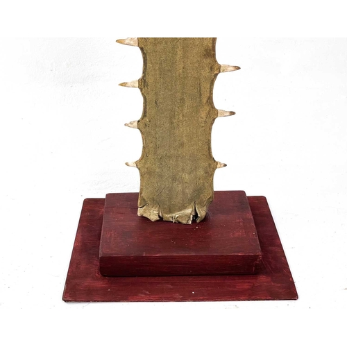 148 - Y Natural History: A sawfish rostrum, With 61 teeth, on a stepped mount, length of rostrum 126cm wit... 