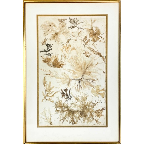 28 - A pair of framed pressed seaweed pictures. Mid-century, mounted on textured paper, in narrow gilt fr... 