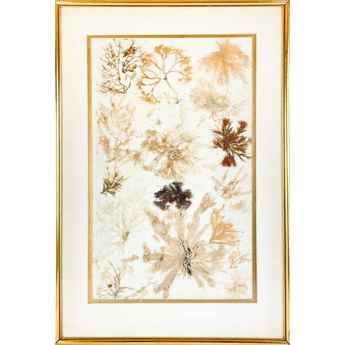 28 - A pair of framed pressed seaweed pictures. Mid-century, mounted on textured paper, in narrow gilt fr... 