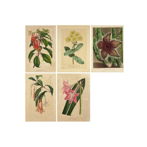 167 - (Botanical Illustrations) Approximately forty coloured illustrations, loose leaves. (40)