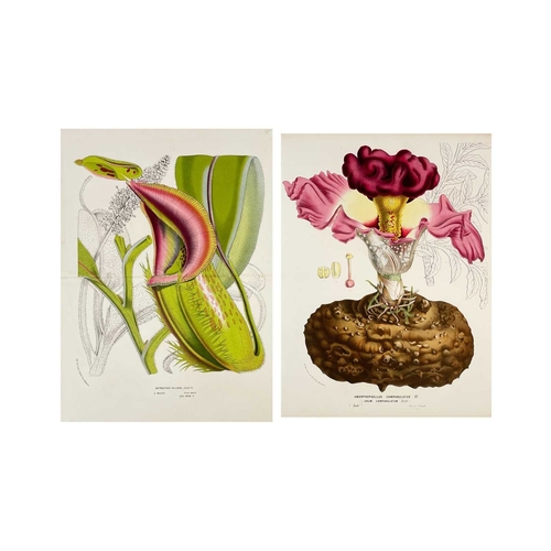 167 - (Botanical Illustrations) Approximately forty coloured illustrations, loose leaves. (40)