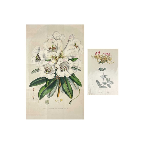 167 - (Botanical Illustrations) Approximately forty coloured illustrations, loose leaves. (40)