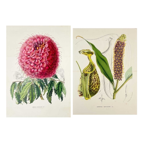 167 - (Botanical Illustrations) Approximately forty coloured illustrations, loose leaves. (40)