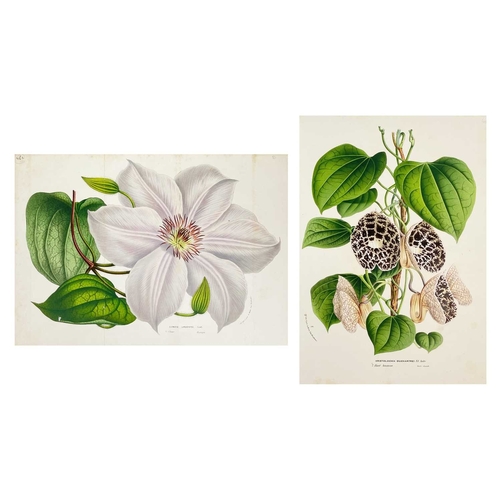 167 - (Botanical Illustrations) Approximately forty coloured illustrations, loose leaves. (40)