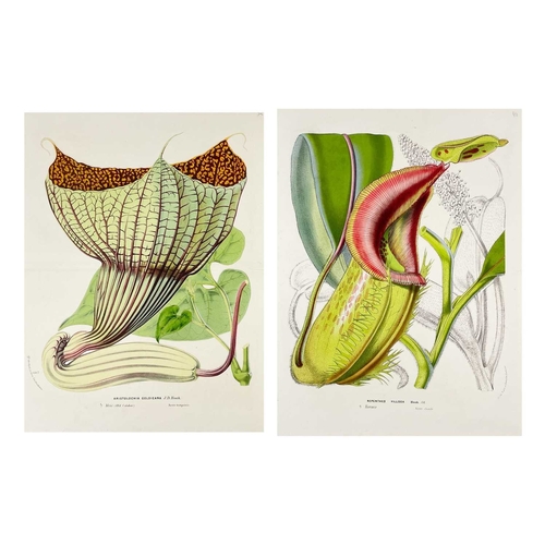 167 - (Botanical Illustrations) Approximately forty coloured illustrations, loose leaves. (40)