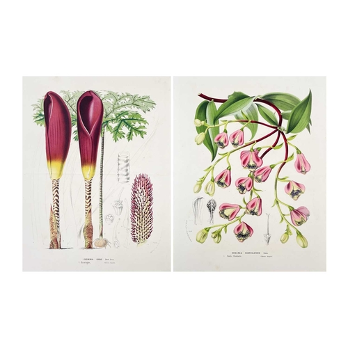 167 - (Botanical Illustrations) Approximately forty coloured illustrations, loose leaves. (40)