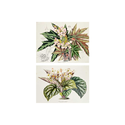 167 - (Botanical Illustrations) Approximately forty coloured illustrations, loose leaves. (40)