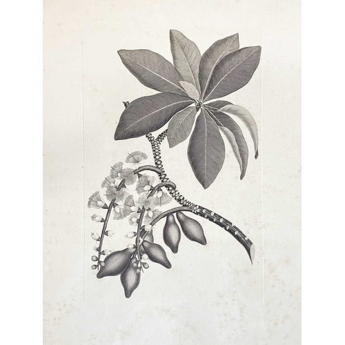 27 - After Sydney Parkinson (Late 19th Century) Two Early Botanical Copper Engravings,  A remarkable pair... 