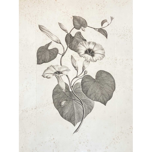 27 - After Sydney Parkinson (Late 19th Century) Two Early Botanical Copper Engravings,  A remarkable pair... 