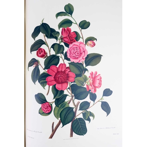 295 - (Botany Illustrations) Samuel Curtis and Clara Maria Pope Monograph on the Genus Camellia Fifteen fa... 