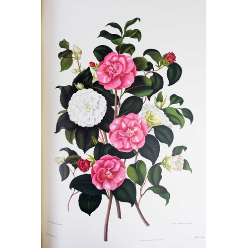 295 - (Botany Illustrations) Samuel Curtis and Clara Maria Pope Monograph on the Genus Camellia Fifteen fa... 