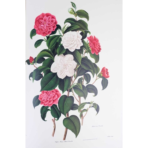 295 - (Botany Illustrations) Samuel Curtis and Clara Maria Pope Monograph on the Genus Camellia Fifteen fa... 