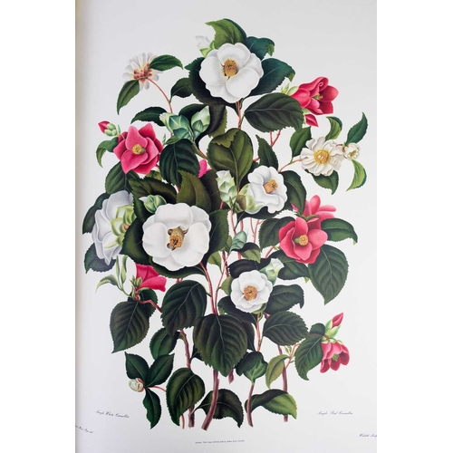 295 - (Botany Illustrations) Samuel Curtis and Clara Maria Pope Monograph on the Genus Camellia Fifteen fa... 