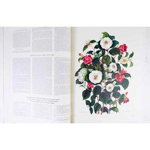 295 - (Botany Illustrations) Samuel Curtis and Clara Maria Pope Monograph on the Genus Camellia Fifteen fa... 