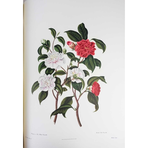 295 - (Botany Illustrations) Samuel Curtis and Clara Maria Pope Monograph on the Genus Camellia Fifteen fa... 