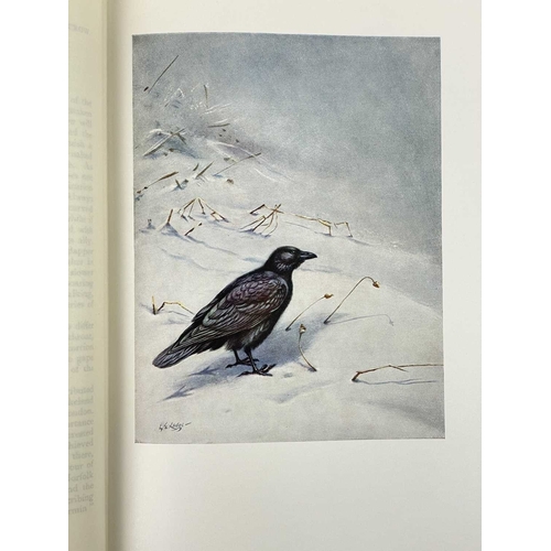 314 - (Ornithology) David A. Bannerman and George E. Lodge illustrations The Birds of the British Isles Tw... 