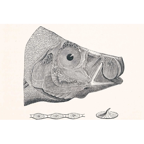 367 - § (Ichthyology) Four Works THE FISHES & FISHERIES OF THE GOLD COAST By F.R. Irvine (1947) With illus... 