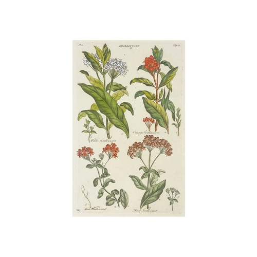 427 - Approximately twenty seven botanical prints Two hand coloured and mounted, From Sir John Hill’s 'The... 