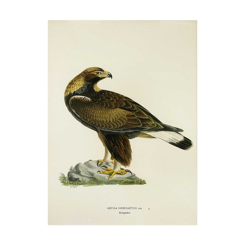 435 - W. von Wright Two colour chromolithographs Dryobates Minor (Lilla Hackspetten) and Aquila Chrysaetus... 