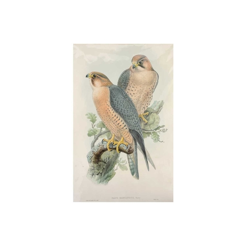 437 - After J. Gould (1804-1881) and H. C. Richter (1821-1902) Six large coloured Bird Engravings Forsten'... 