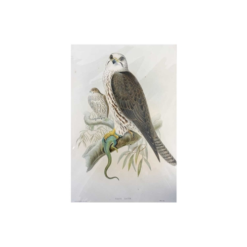 437 - After J. Gould (1804-1881) and H. C. Richter (1821-1902) Six large coloured Bird Engravings Forsten'... 