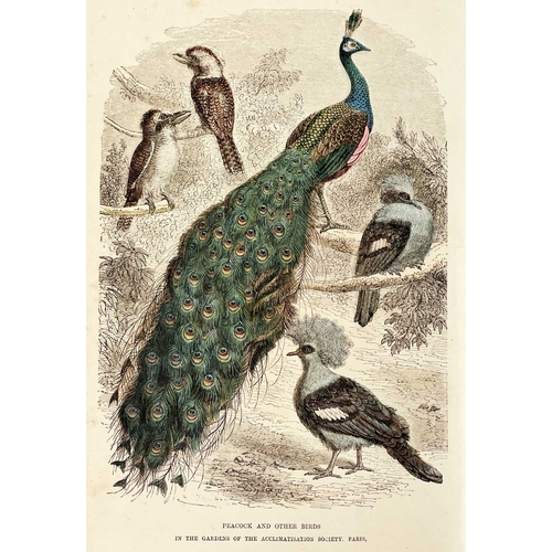 526 - (Ornithology) Cassell's Popular Natural History. Birds Volume III only, half calf with marbled board... 