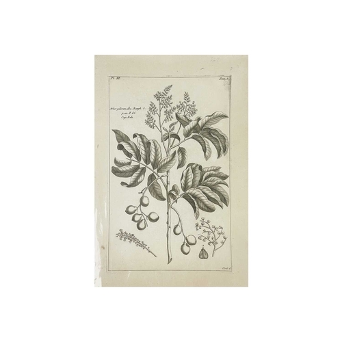 427 - Approximately twenty seven botanical prints Two hand coloured and mounted, From Sir John Hill’s 'The... 