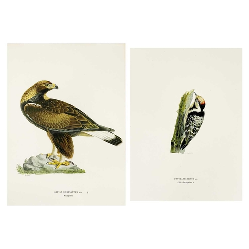 435 - W. von Wright Two colour chromolithographs Dryobates Minor (Lilla Hackspetten) and Aquila Chrysaetus... 