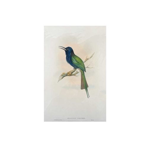 437 - After J. Gould (1804-1881) and H. C. Richter (1821-1902) Six large coloured Bird Engravings Forsten'... 