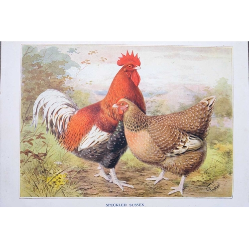 454 - S. H. Lewer Wright's Book of Poultry Half red morocco, colour illustrations throughout, good to very... 