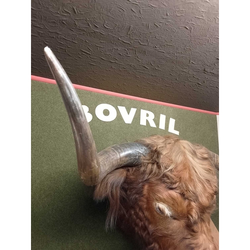 1020 - ± Bovril Taxidermy Cattle Head With glass eyes 113cm wide - This lot will be subject to an additiona... 