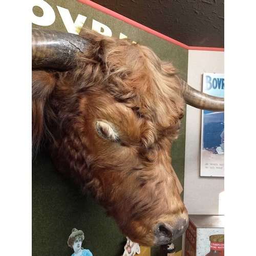 1020 - ± Bovril Taxidermy Cattle Head With glass eyes 113cm wide - This lot will be subject to an additiona... 