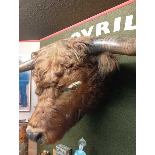 1020 - ± Bovril Taxidermy Cattle Head With glass eyes 113cm wide - This lot will be subject to an additiona... 