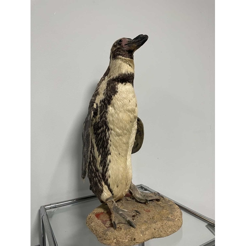 1090 - ± Taxidermy & Natural History Humboldt Penguin taxidermy specimen An early 20th Century Humboldt pen... 