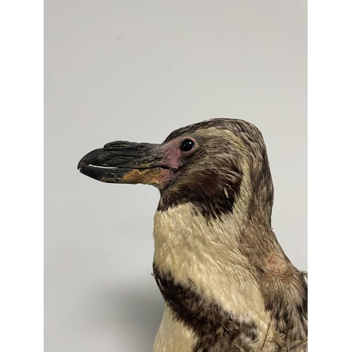 1090 - ± Taxidermy & Natural History Humboldt Penguin taxidermy specimen An early 20th Century Humboldt pen... 