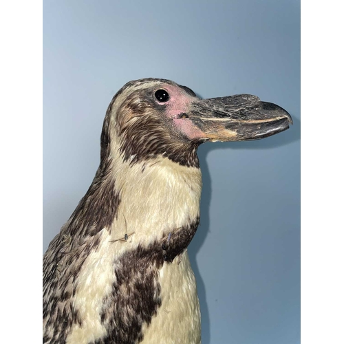 1090 - ± Taxidermy & Natural History Humboldt Penguin taxidermy specimen An early 20th Century Humboldt pen... 