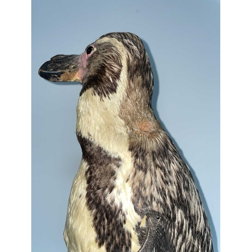 1090 - ± Taxidermy & Natural History Humboldt Penguin taxidermy specimen An early 20th Century Humboldt pen... 