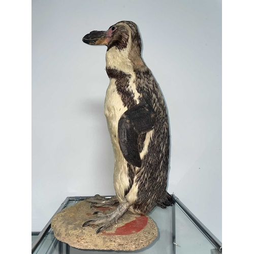 1090 - ± Taxidermy & Natural History Humboldt Penguin taxidermy specimen An early 20th Century Humboldt pen... 