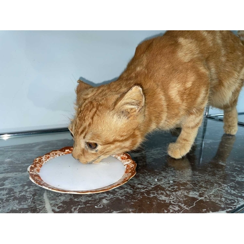 1108 - ± Taxidermy & Natural History Taxidermy Specimen of Domestic Ginger Cat A freestanding taxidermy spe... 