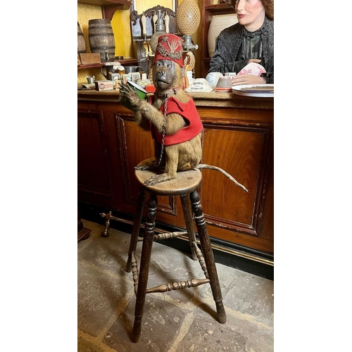 426 - ± The Pheasant Inn A 19th century taxidermy monkey 50cm dressed in Ottoman style clothing with embro... 