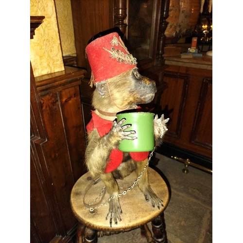 426 - ± The Pheasant Inn A 19th century taxidermy monkey 50cm dressed in Ottoman style clothing with embro... 